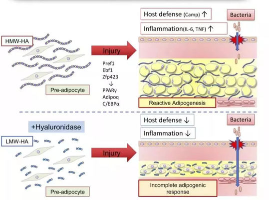 Roztwór lipolityczny Lemon Bottle do wstrzykiwań w celu spalania tkanki tłuszczowej